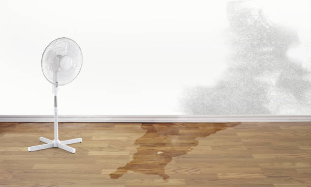 Best Water damage cleanup near me  in Sneedville, TN